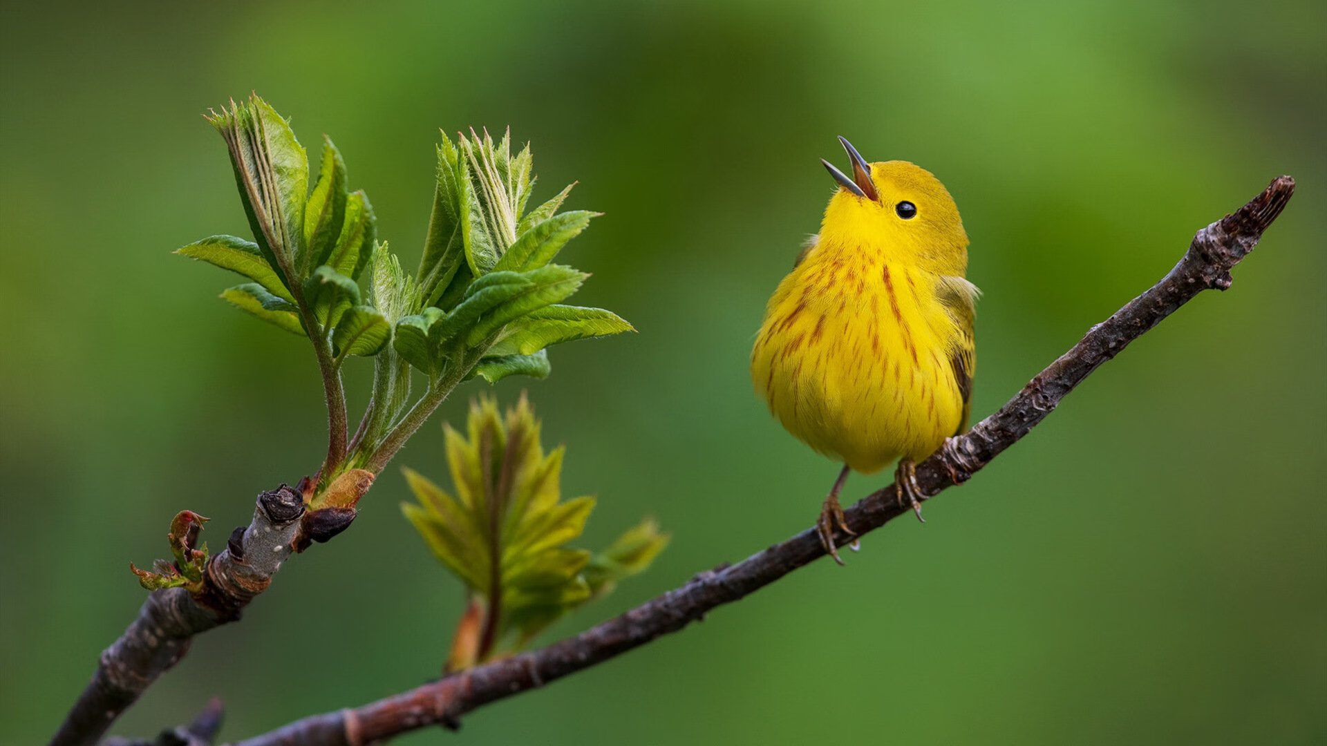 九游网页版入口-澳大利亚队如何借未来的国际赛事获得更多锻炼机会，澳大利亚小组赛