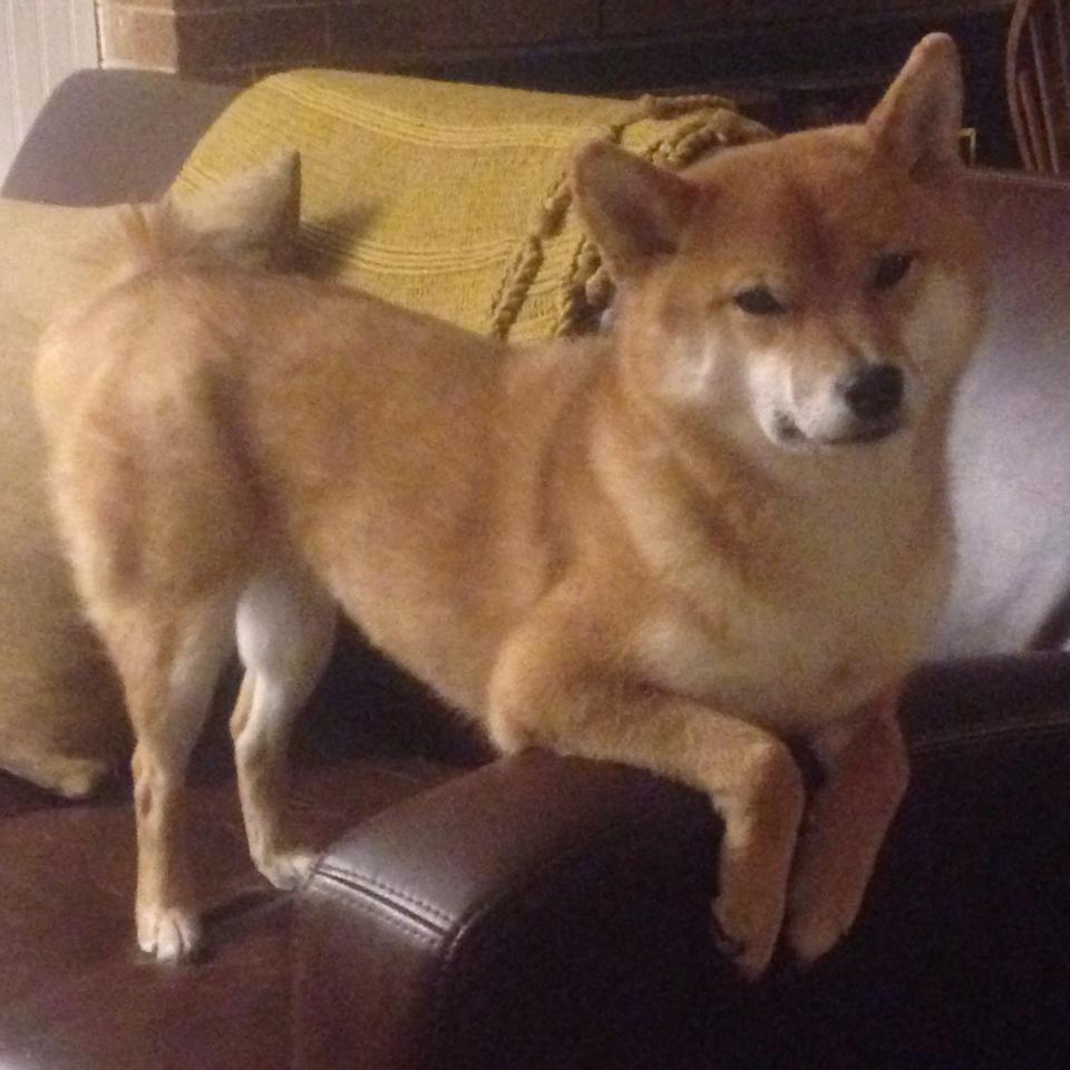 九游游戏中心-瑞典乒乓团队在2024年混合团体世界杯中扮演关键角色，瑞典乒乓球世乒乓赛冠军争夺赛