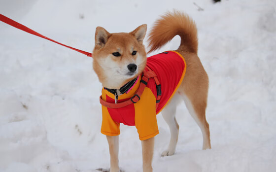 JiuyouAPP下载-“萨尔·巴赫助力南非羚羊队以完美表现制胜”