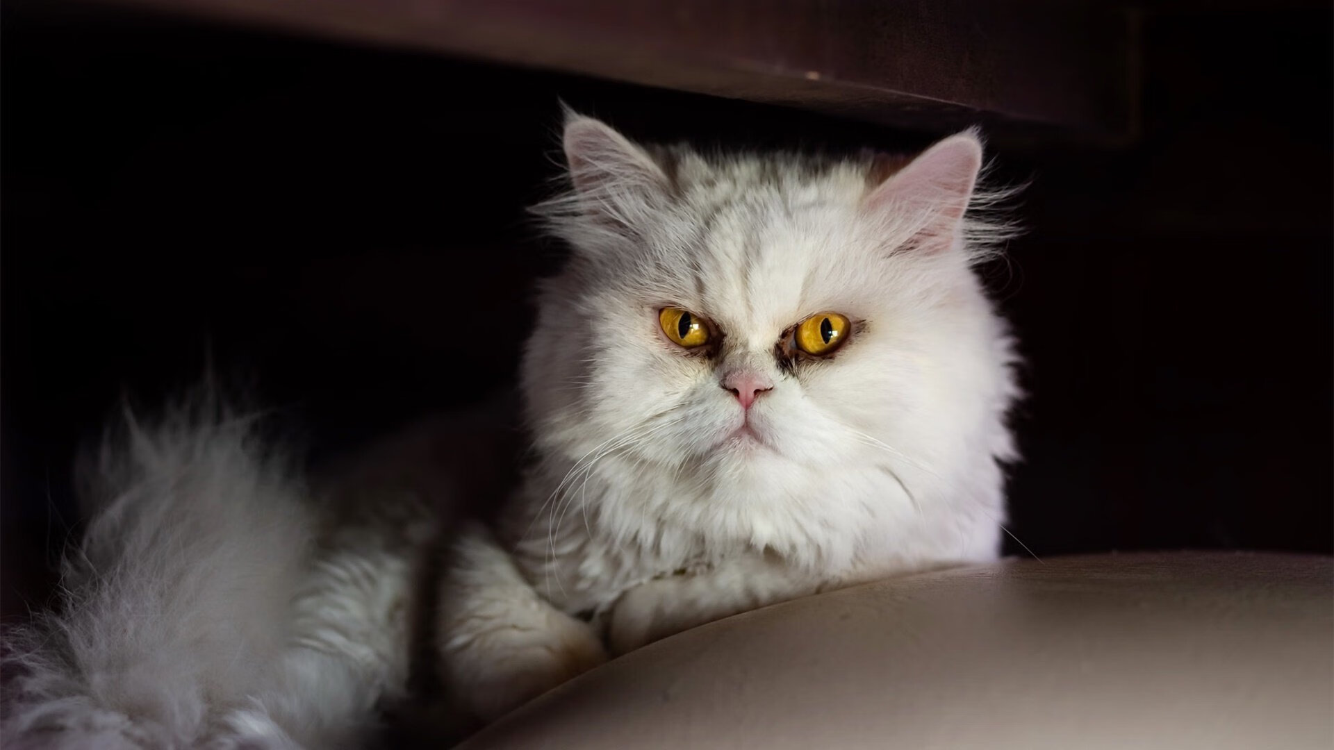 “费尔南多·比亚尔巴在阿根廷美洲狮队中的决定性角色”