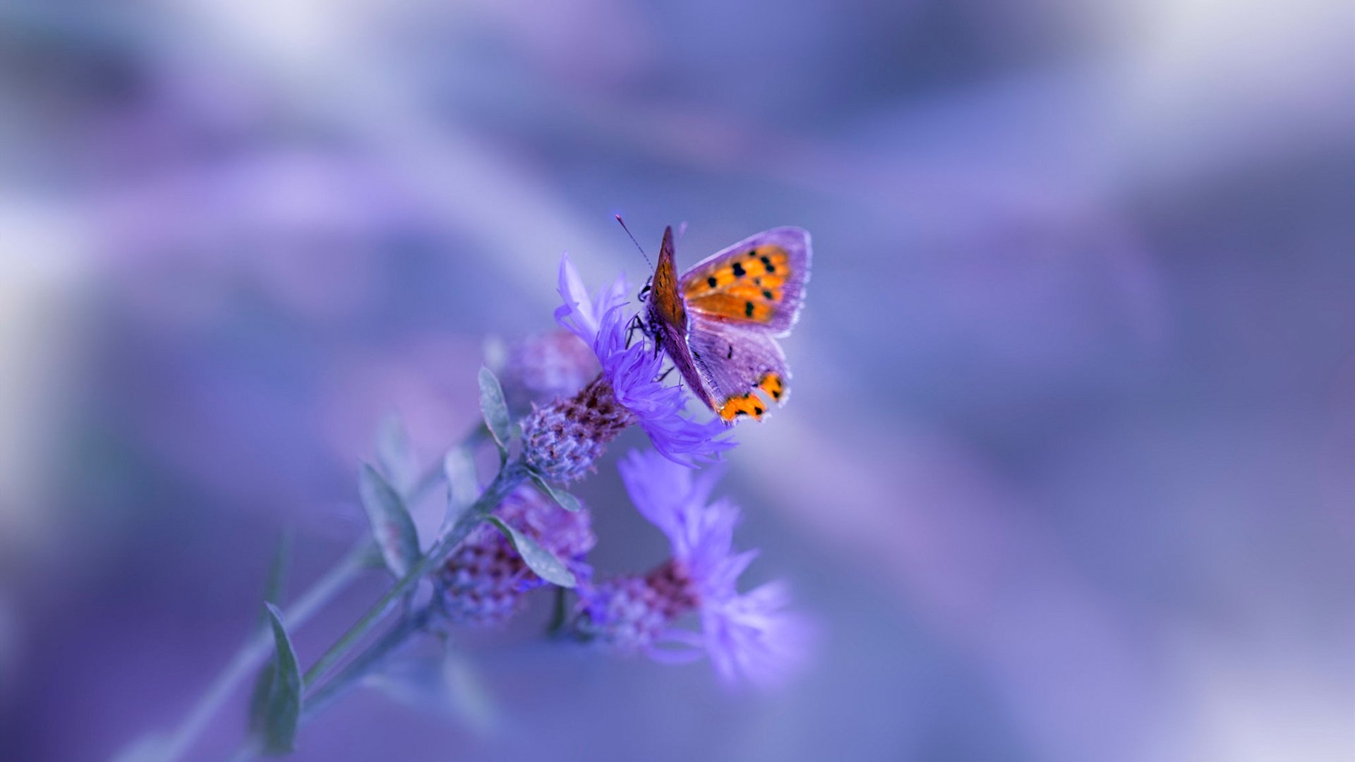 中小学篮球注重培养运动兴趣促进健康生活,中小学生篮球培训方案