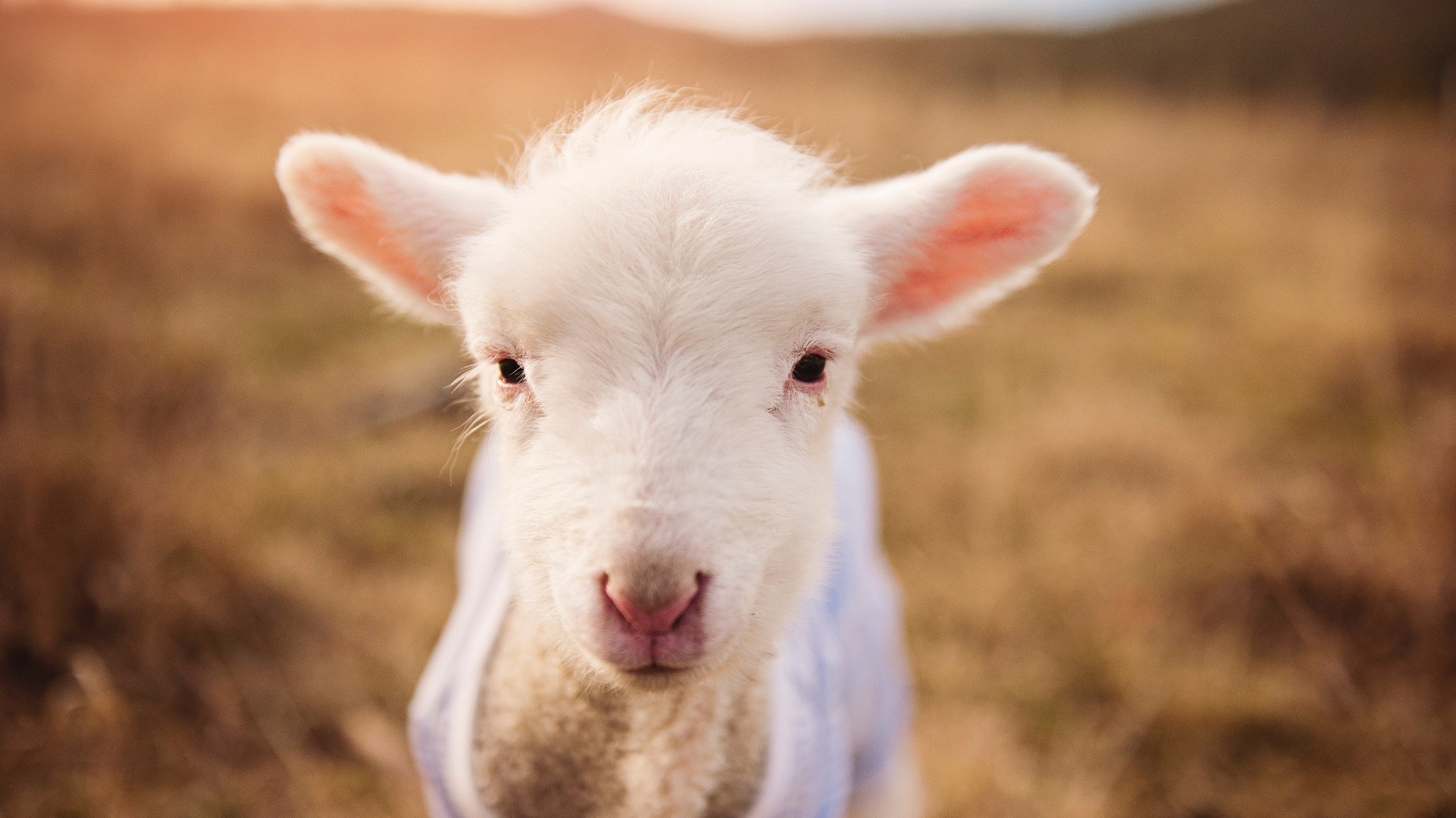 勇士外线投篮回暖连续命中关键三分，勇士内线被打爆了