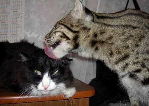 希腊女篮在欧洲锦标赛中持续发光,力争金牌称冠,希腊女篮世界排名