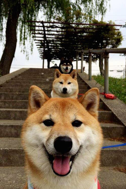 德甲强悍对抗：攻防之间的战略博弈，德甲强度