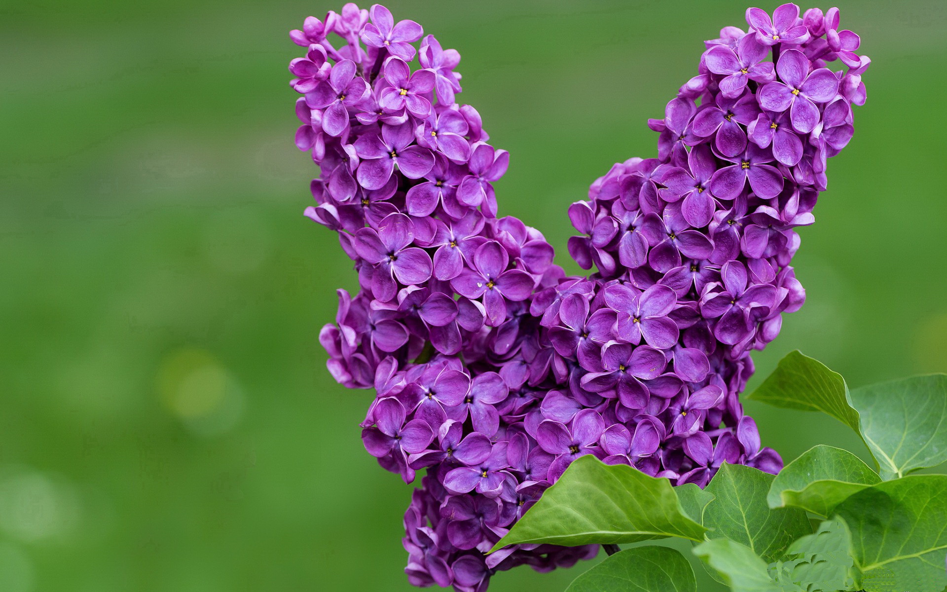 意甲团队合作：默契、创新、奇迹不停！，意甲合作伙伴