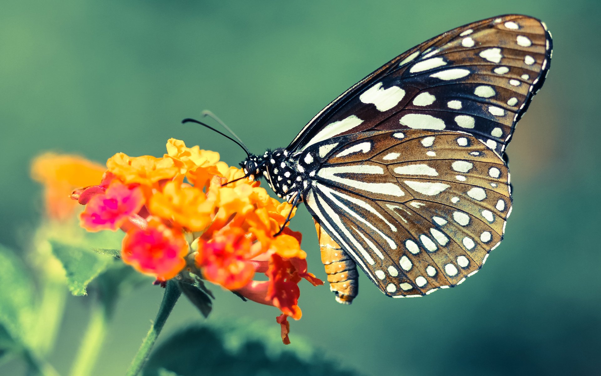 九游jiuyou-曼联门将扑救精彩被评为全场最佳，曼联队门将