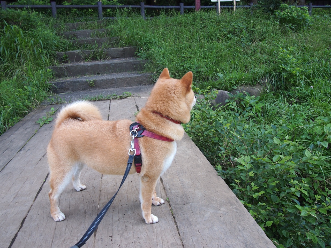 欧洲杯战术变化:布局多端,令人期待!,欧洲杯战略