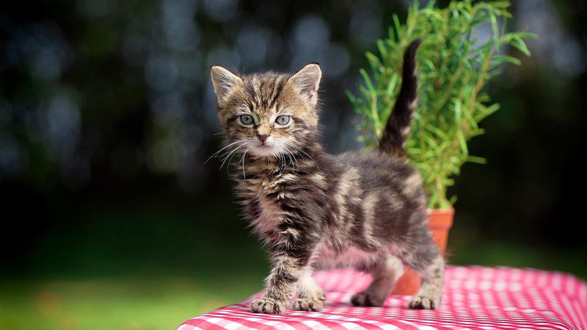 九游登录中心-美洲男子篮球锦标赛中，巴西和加拿大队争夺金牌，激烈角逐持续升温
